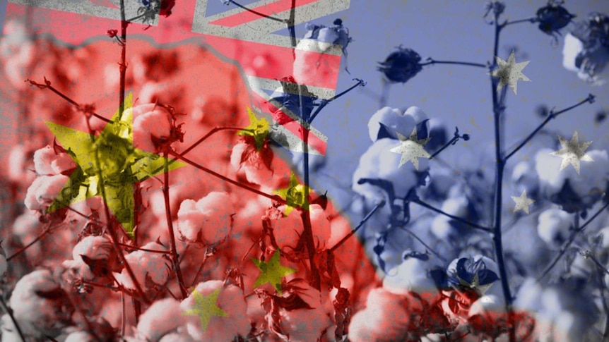 a graphic image of cotton in the field overlaid on a blend of the flags of China and Australia