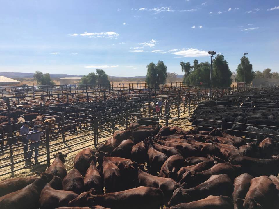 Prices hold steady for Alice Springs Show bull sale, slightly down on last year ABC News
