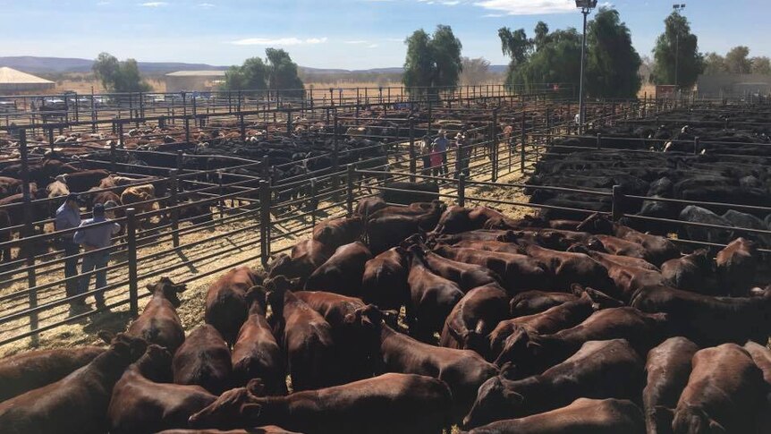 Groups of Cattle in different pens at the Alice Springs yards.