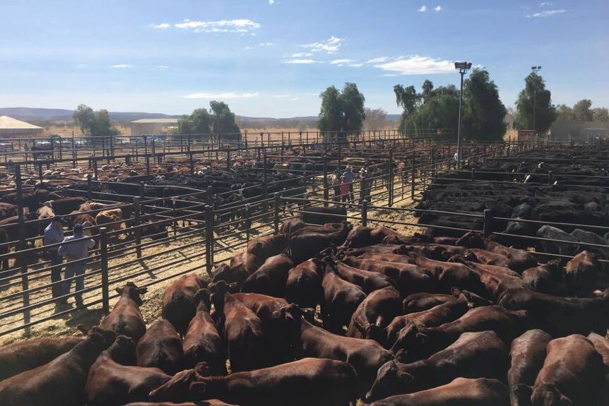 Groups of Cattle in different pens at the Alice Springs yards.