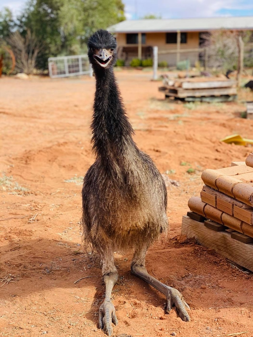 Totto the baby emu in Silverton, outback NSW