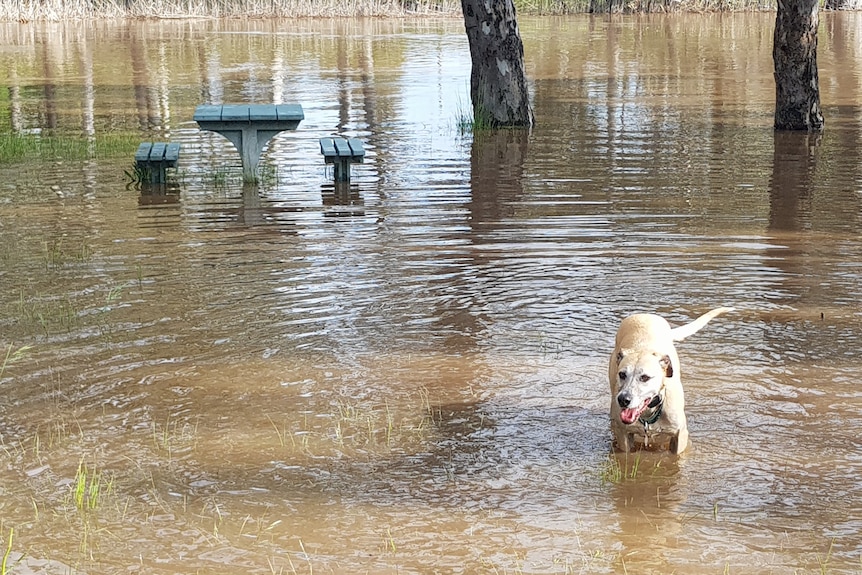 A dog standing in flood waters