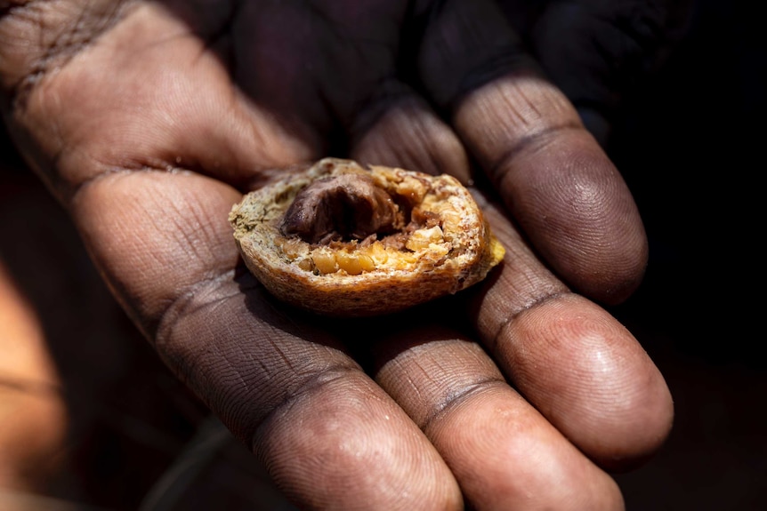 A hand holds a small bush fruit, broken open to reveal the flesh and seed inside.