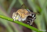 A large bee with black and blue stripes.