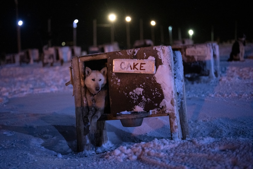 A dog rests at the door of a shelter with a sign showing the name "Cake"