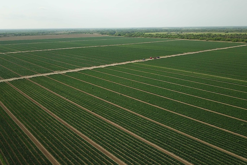 A drone shot of a large onion farm in Texas.