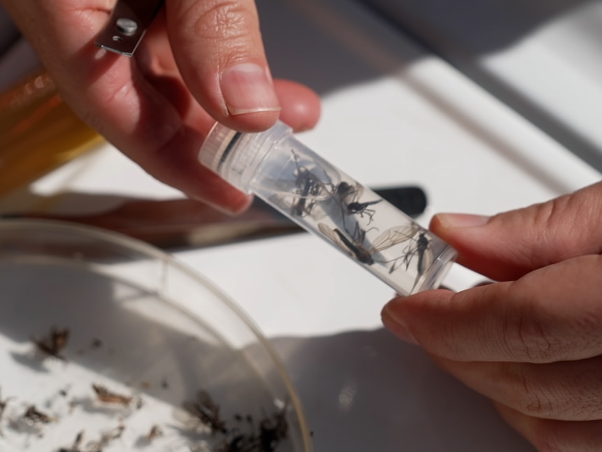 Person holds test tube containing insects
