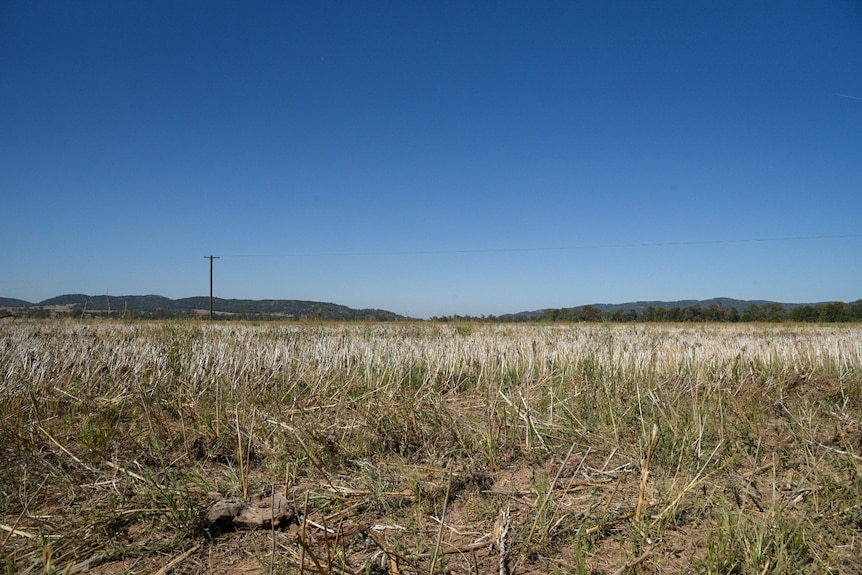 The remains of a canola crop in a paddock hit by flood, with stalks in mud agasint a now blue sky.