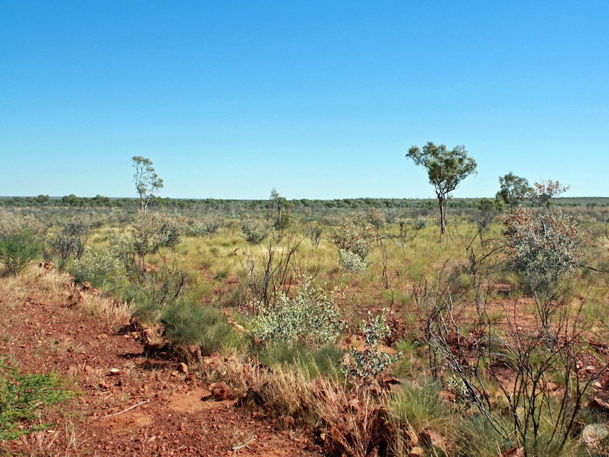 Muckaty Station landscape