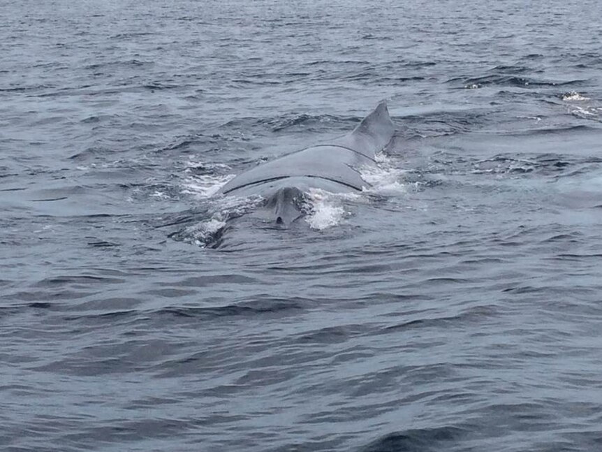 Whale caught in anchor line