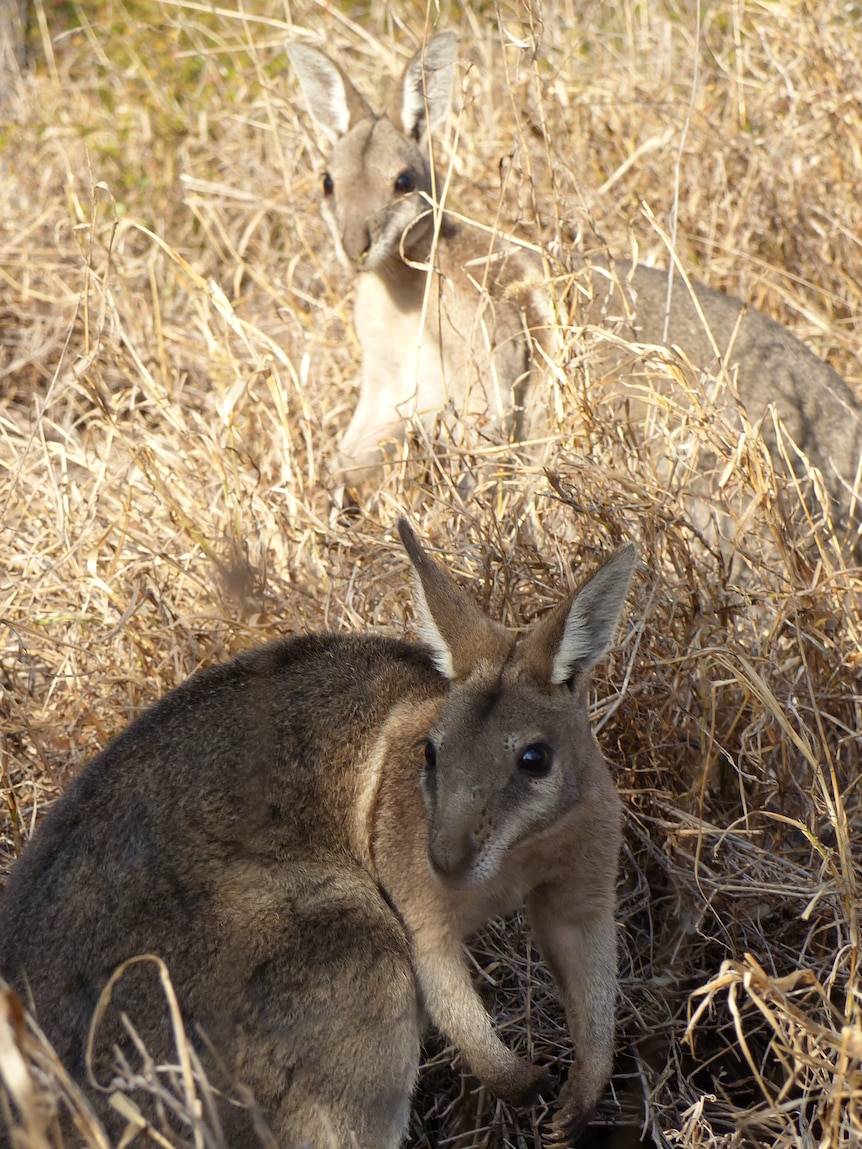 Two wallabies in dry grassland