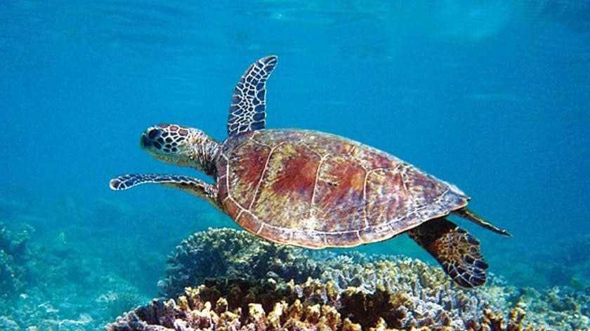 Turtle on Ningaloo Reef