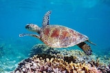 Turtle on Ningaloo Reef