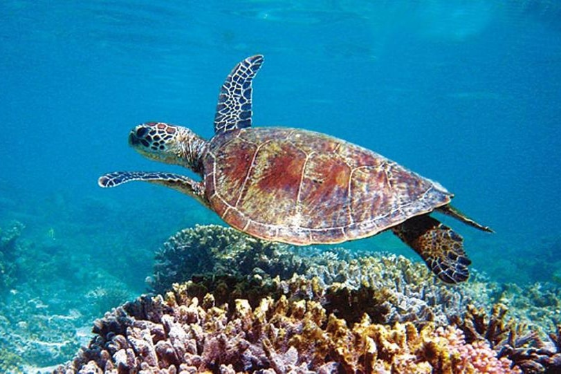 Turtle on Ningaloo Reef