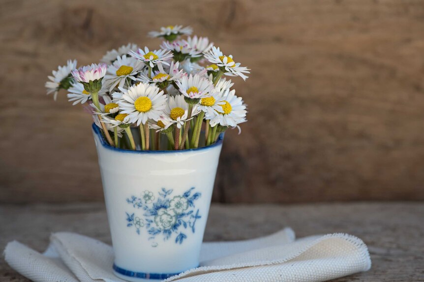 Daisies in a white and blue vase