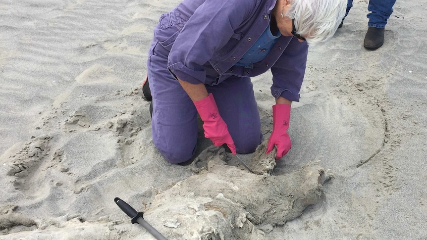 Dr Kemper digs a bone out of the sand with a blunt instrument. She is wearing gloves and overalls.