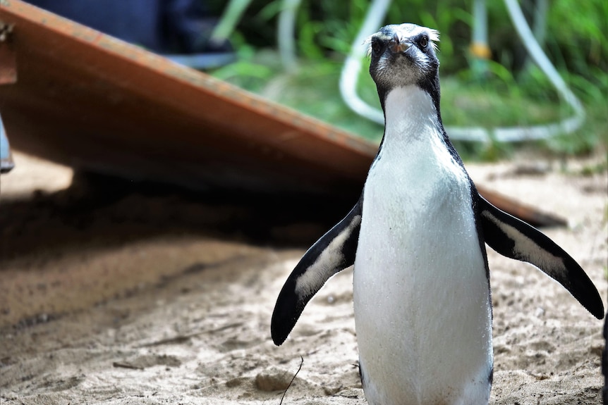 A Tawaki penguin stands looking straight into camera lens, with ramp and sand behind it at rehab faclity