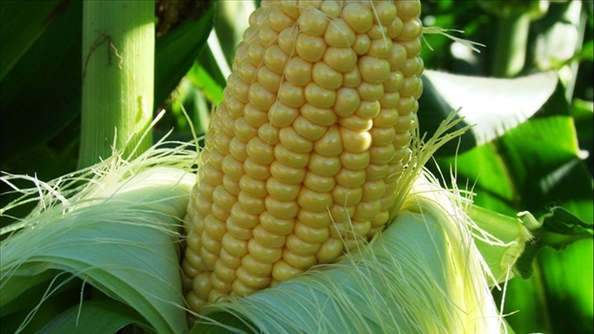 Sweet corn tastes best straight from the corn patch