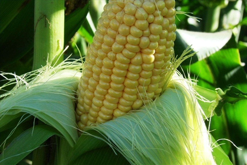 A close-up image of a cobb of sweet corn.