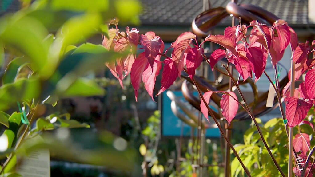 Ruinous Rust - Gardening Australia