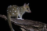 eastern quoll with black backdrop  