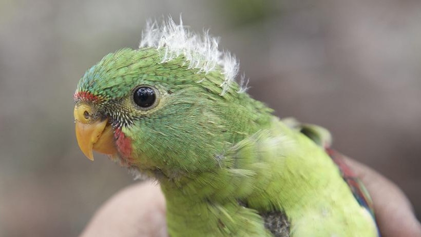 Juvenile swift parrot.