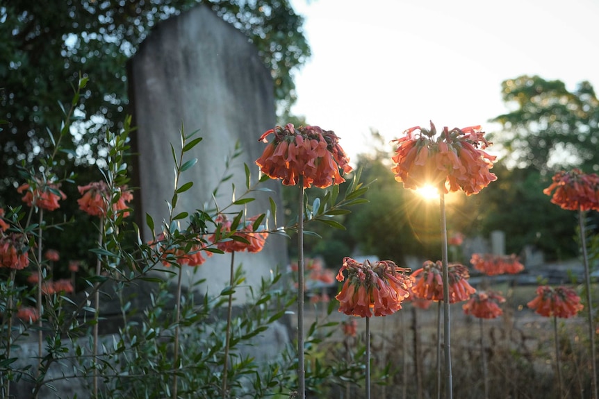 A grave stone with flowers in the foreground and the sunset behind.