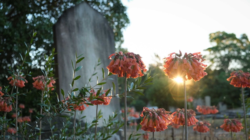 A grave stone with flowers in the foreground and the sunset behind.