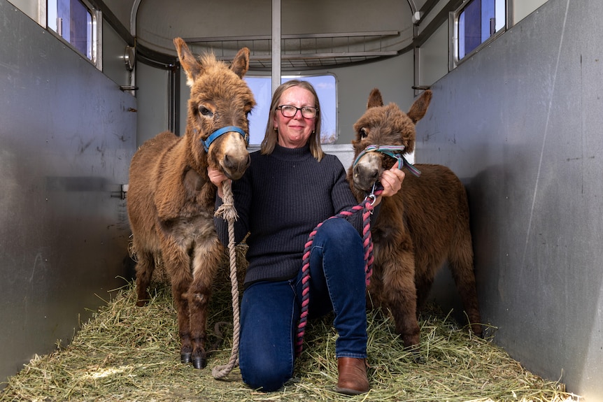 A woman kneels in a horse float while holding the leads of her two miniature-donkeys.