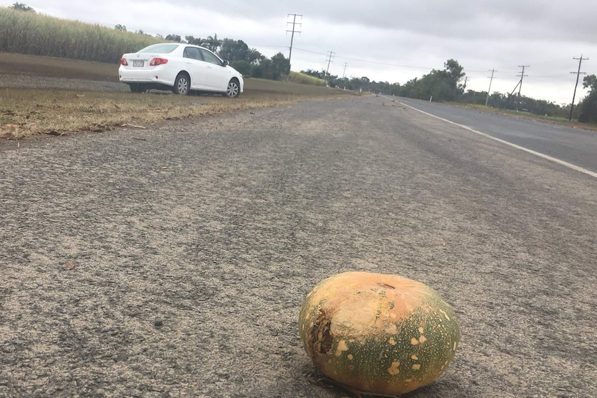 A pumpkin washed onto a road during the floods at Bundaberg