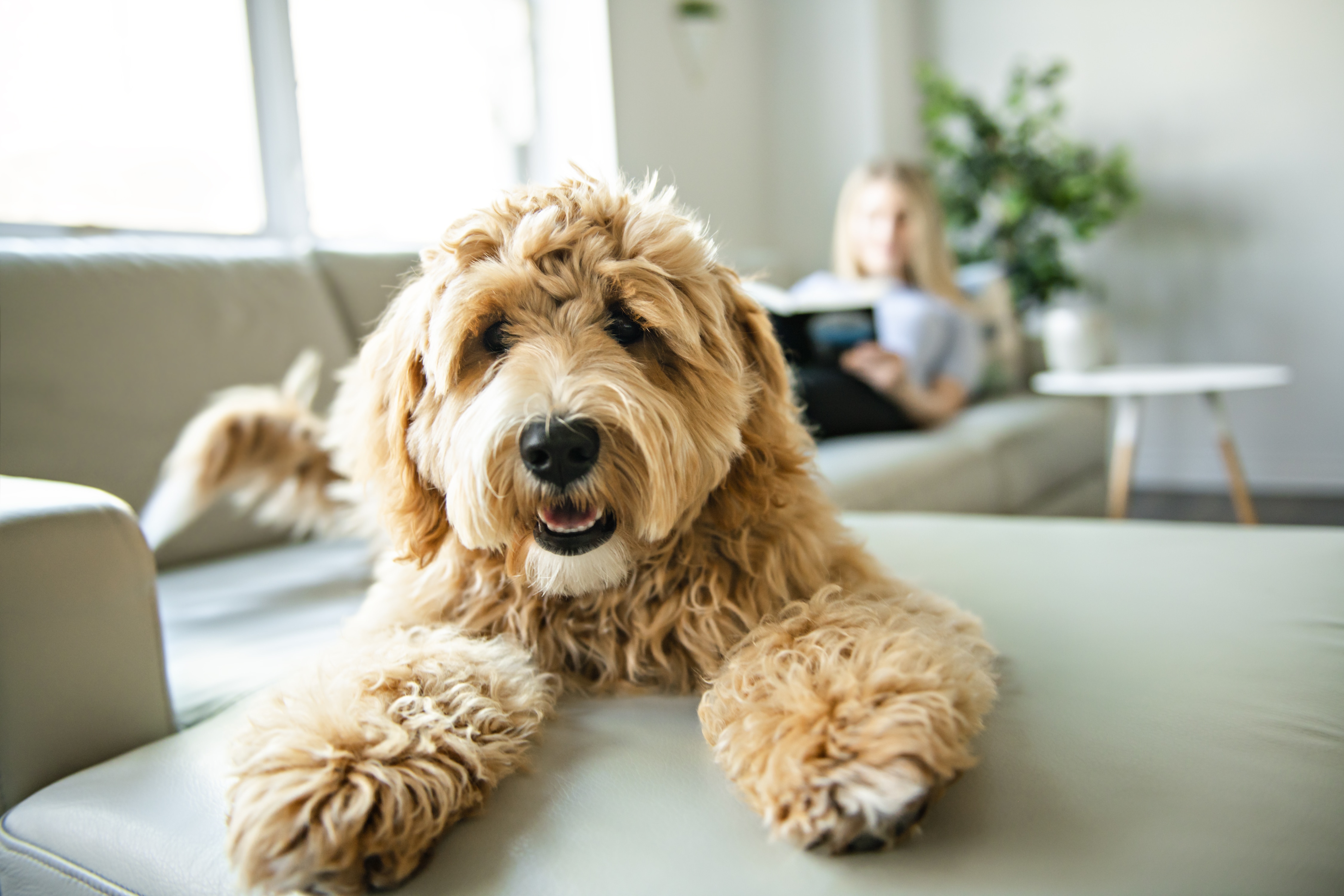 A fluffy dog is shown in close-up while a woman on a couch watches on.