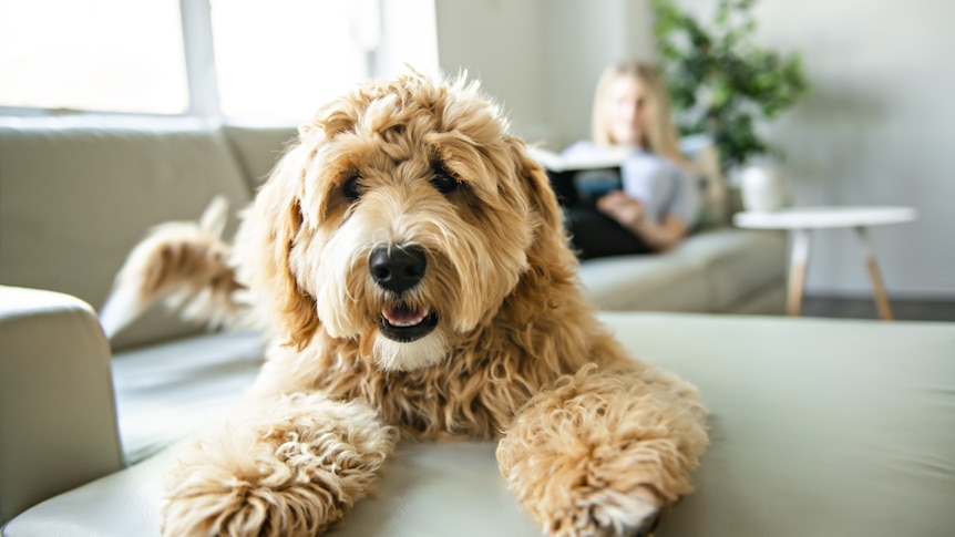 A fluffy dog ​​is shown in close-up while a woman watches on on a couch.