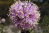 Close up of rare Kunzea newbeyi flower