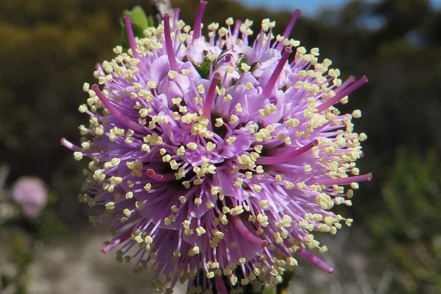 Close up of rare Kunzea newbeyi flower