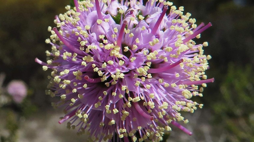 Close up of rare Kunzea newbeyi flower