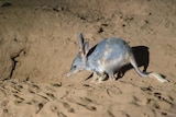 A close-up photo of a bilby in the desert at night.