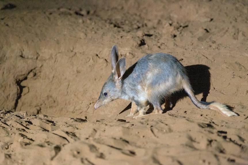 A close-up photo of a bilby in the desert at night.