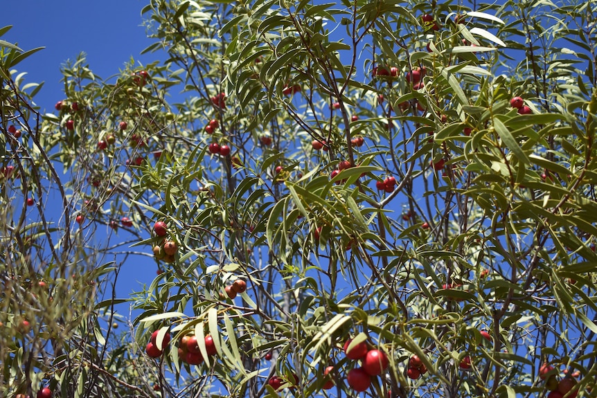 The camera looks up into the branches of a quandong tree laden with red quandongs.