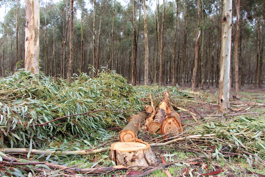 Felled trees on the ground among a plantation on a farm