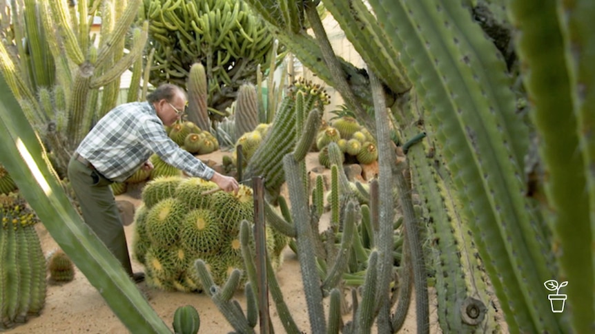 Man tending to plants in a garden filled with cacti