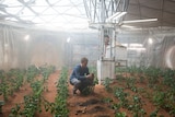 Matt Damon kneels in his greenhouse on Mars and inspects a potato