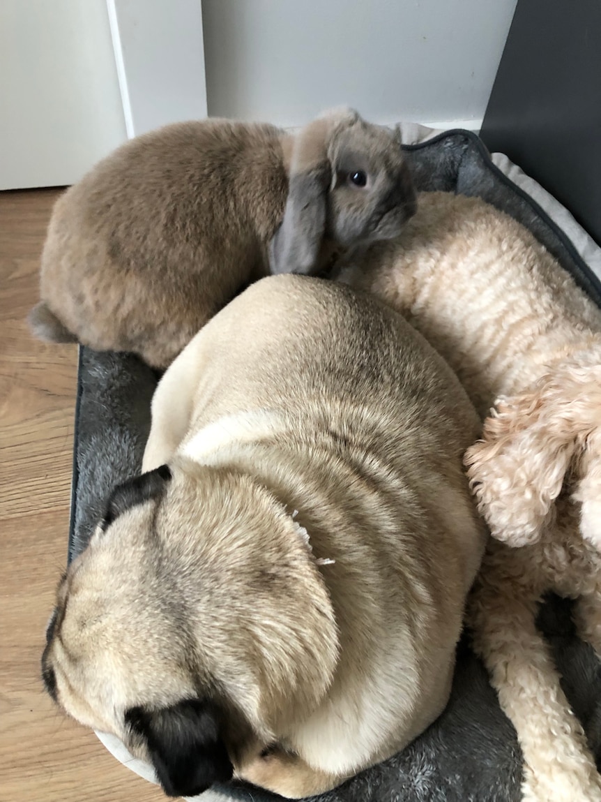 Photo of a rabbit, a pug and a cavoodle-like dog snuggling together.