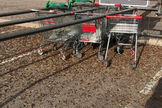 Yellow-winged grasshoppers swarm a local carpark in Alice Springs