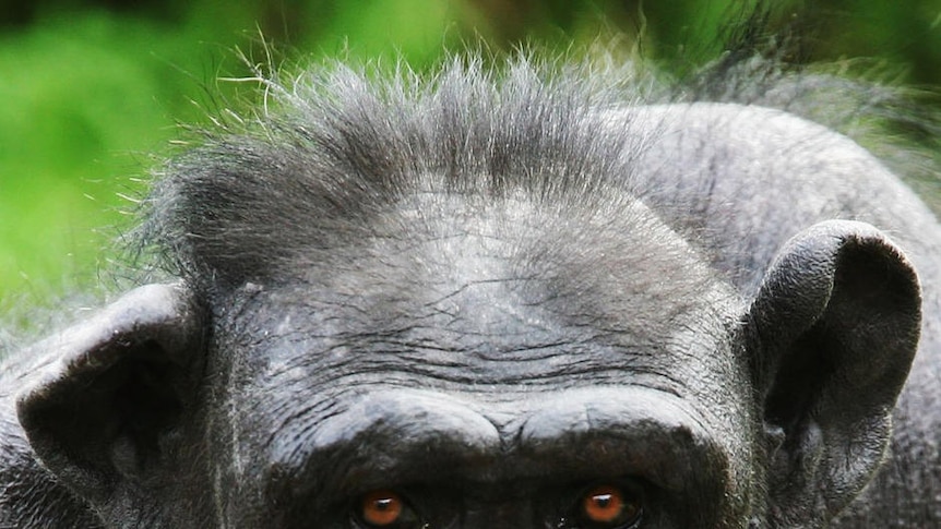 A chimpanzee, looking angry, at Taronga Zoo on May 21, 2007.