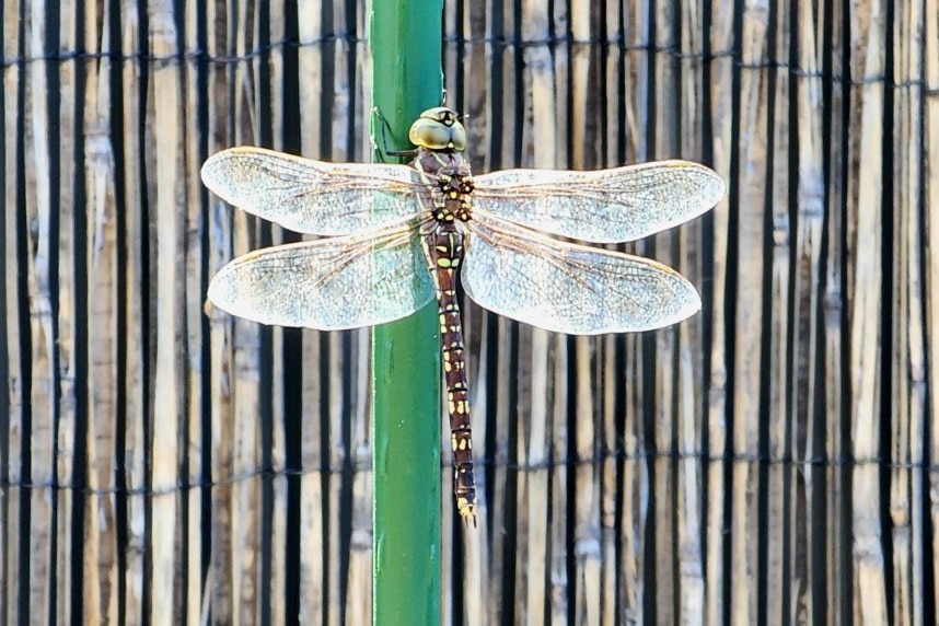 A dragonfly is on a green pole.