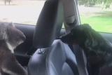 Man struggles to remove stubborn koala from car