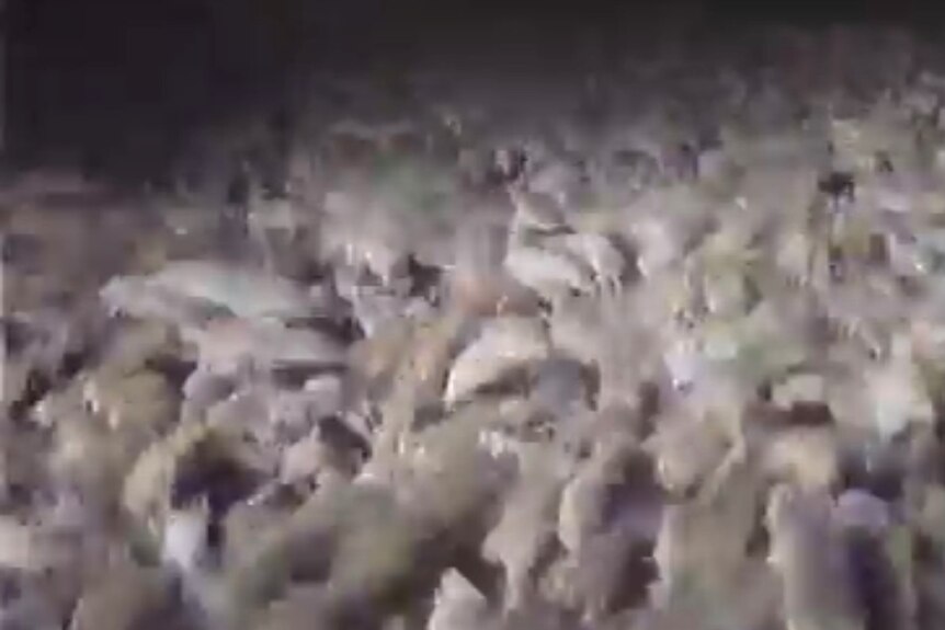 Grainy screengrab of historic footage showing hundreds of mouse in a plague.