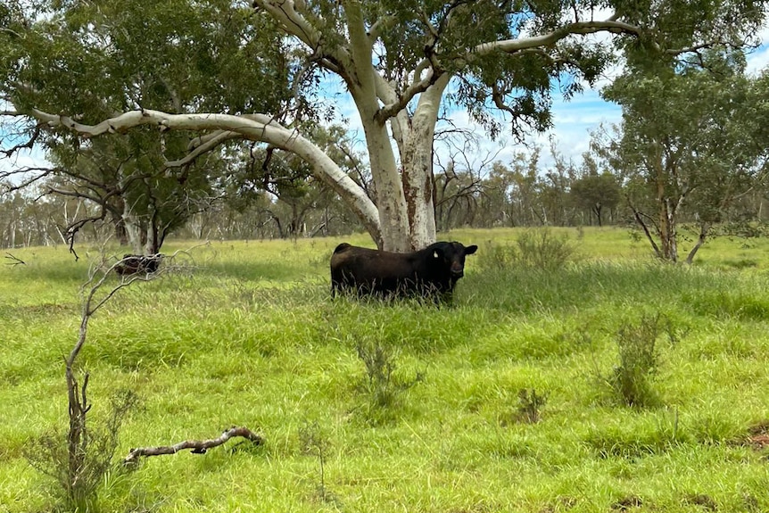a black Angus bull standing beneath a gum tree in long green grass. 