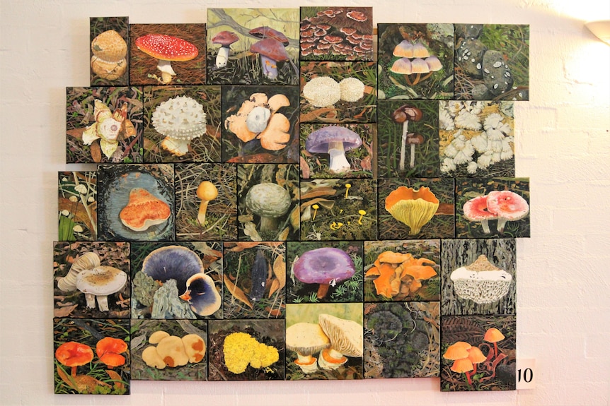 A panel of dozens of small paintings of different types of fungi.