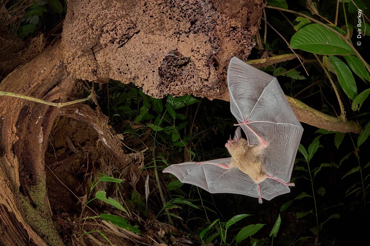 A rarely photographed pygmy round-eared bat in the lowland rainforests of Costa Rica
